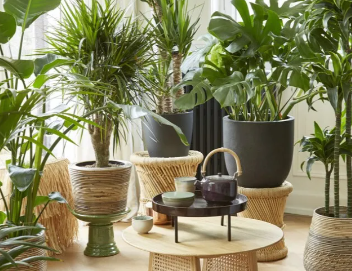 Selection of potted plants