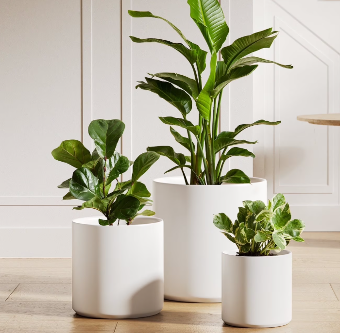 Arrangement of houseplants in room